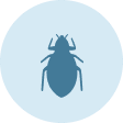 insects insects